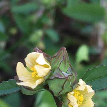 アメリカキンゴジカの投稿画像一覧 Greensnap グリーンスナップ