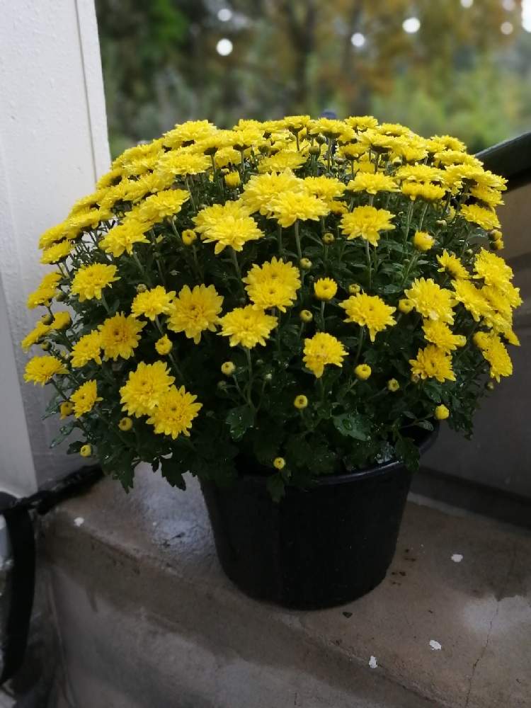 ポットマムの投稿画像 By Dcoolさん エントランスとおうち園芸とおうち園芸 月9月30日 Greensnap グリーンスナップ Greensnap グリーンスナップ