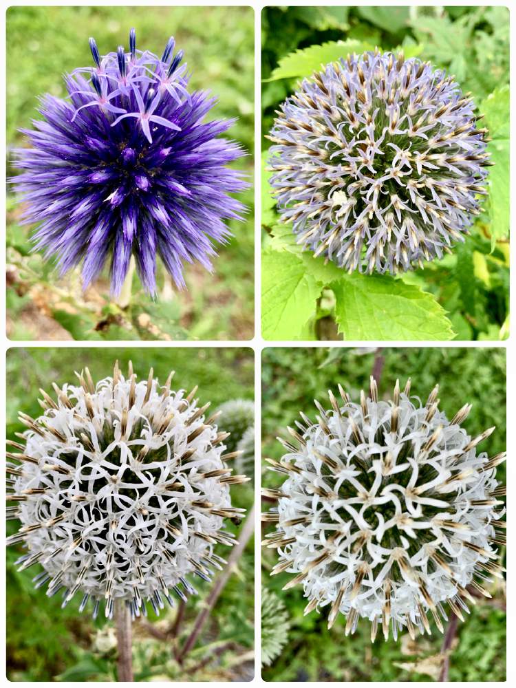 ルリタマアザミの投稿画像 By ミンちゃんさん 秋の気配と大好きなお花と ღ ற かわゅ とチーム愛知 とお出かけ先にてと私好み と秋の気配と大好きなお花と ღ ற かわゅ とチーム愛知とお出かけ先にてと私好み 月9月30日 Greensnap グリーン ルリタマアザミの投稿画像 By ミンちゃんさん 秋の気配と大好きなお花と ღ ற かわゅ とチーム愛知 とお出かけ先にてと私好み と秋の気配と大好きなお花と ღ ற かわゅ とチーム愛知とお出かけ先にてと私好み 月9月30日 Greensnap グリーン