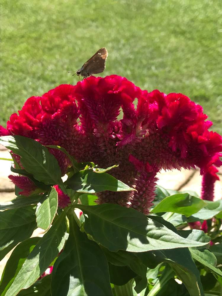 ケイトウの投稿画像 By かあこさん おうち園芸と小さな命と赤い花と花に来る生き物と花のある暮らしと花に来る昆虫と花に来る虫と種から育てた花 月9月30日 Greensnap グリーンスナップ