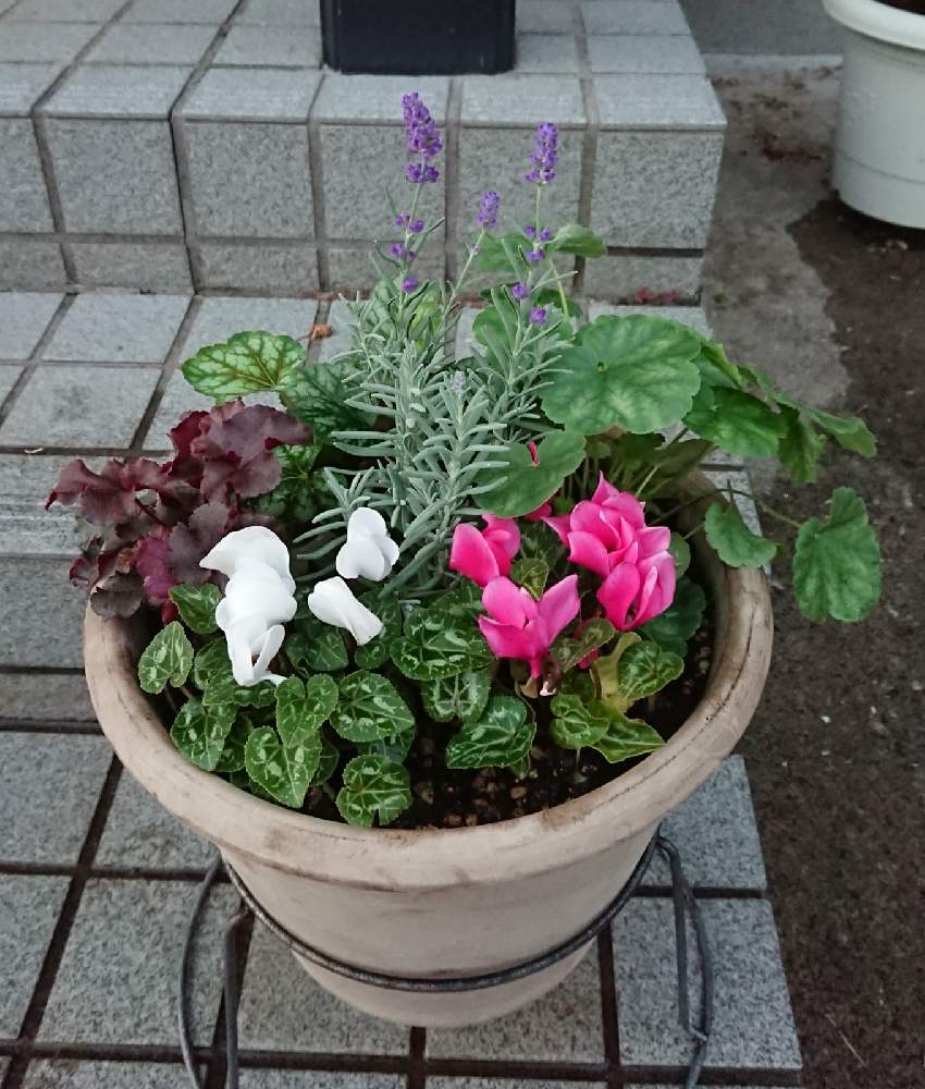 ガーデンシクラメンの投稿画像 By りんさん ヒューケラと長崎ラベンダーと寄せ植え と花ハナはなとおうち園芸と庭づくりと花を楽しむとガーデニングと花のある暮らしと秋に咲かせた花 園芸ガイドと寄せ植えと花ハナはなとおうち園芸と庭づくりと花を楽しむと