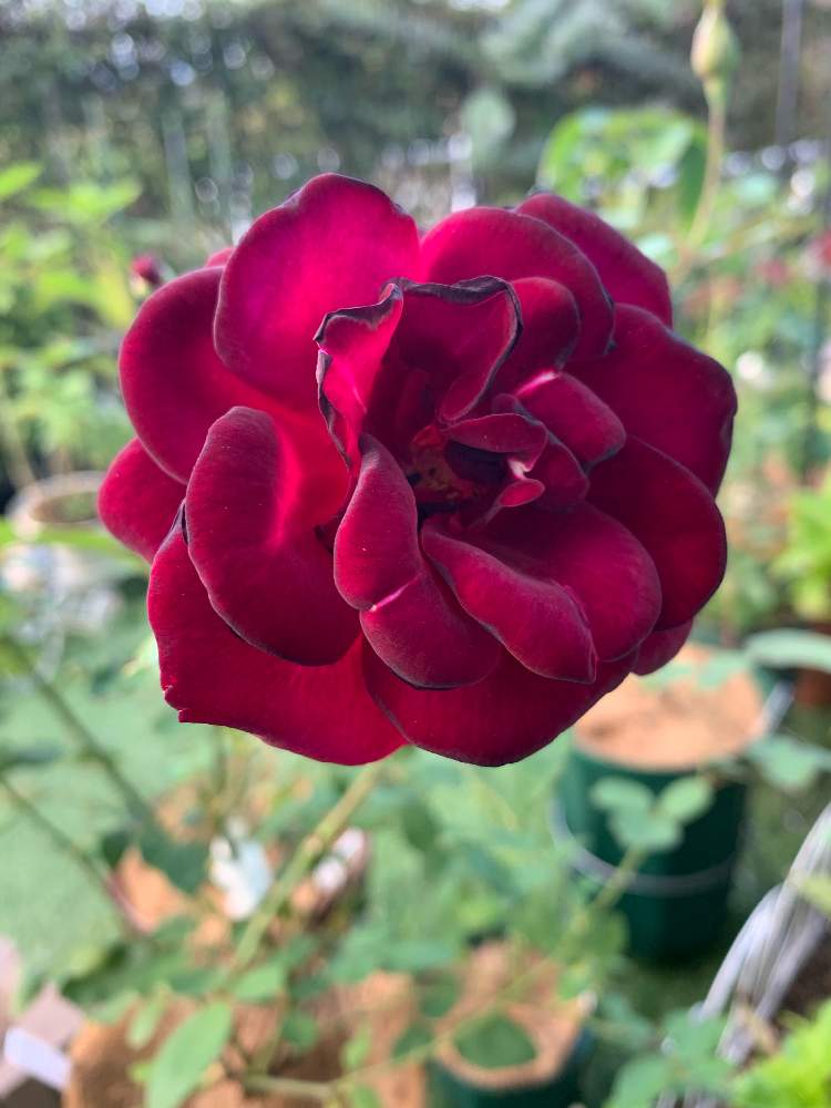 薔薇の投稿画像 By さくらンボーさん ルイ14世と薔薇 と花のある暮らしとダークカラーとバラ ルイ14世 月9月30日 Greensnap グリーンスナップ