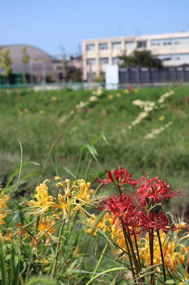 愛知県高浜市 稗田川沿いに咲く彼岸花 Greensnap グリーンスナップ