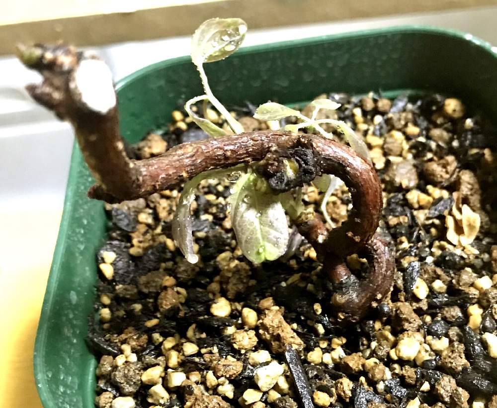 五葉アケビの投稿画像 By 工房 Godさん 窓辺とミニ盆栽と挿し木とミニ盆栽と挿し木 月9月30日 Greensnap グリーンスナップ Greensnap グリーンスナップ 五葉アケビの投稿画像 By 工房 Godさん 窓辺とミニ盆栽と挿し木とミニ盆栽と挿し木 月9月30日 Greensnap グリーンスナップ Greensnap グリーンスナップ