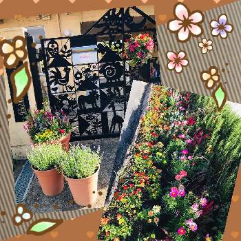 保育園の花壇の画像 by 寄せ植え工房　しのん'sがーでんさん | ガーデニングと花育と保育園の花壇と寄せ植えとハンギングバスケット
