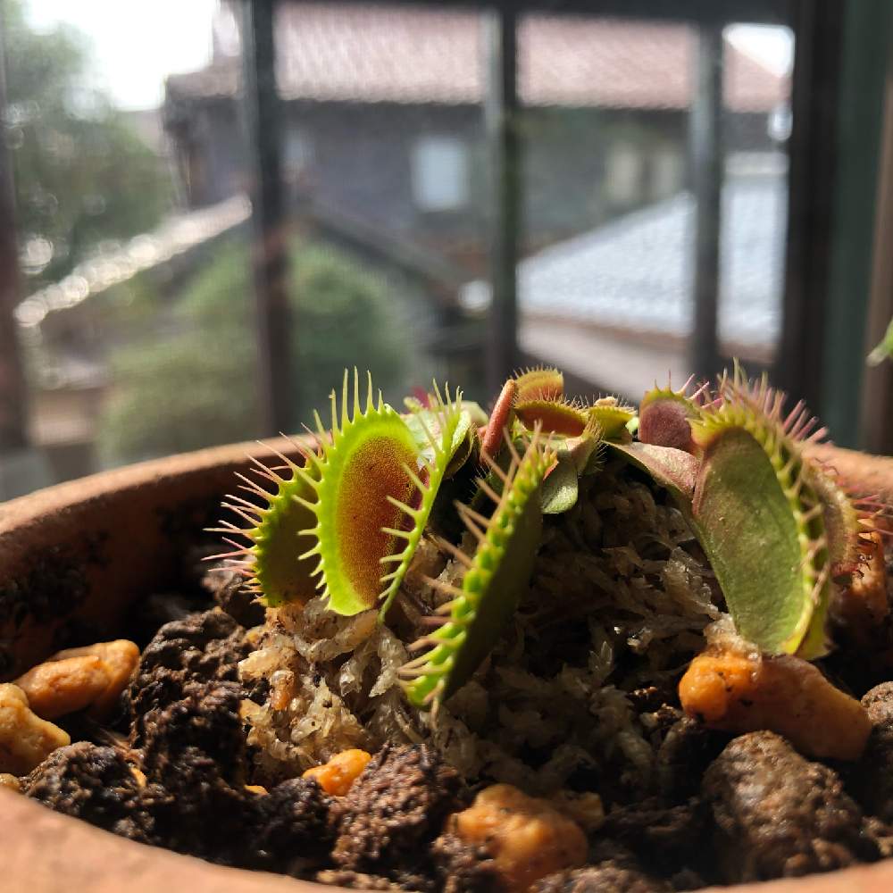 ハエトリソウの投稿画像 By 両目眼帯さん 食虫植物と食虫植物 ハエトリグサ 月9月30日 Greensnap グリーンスナップ