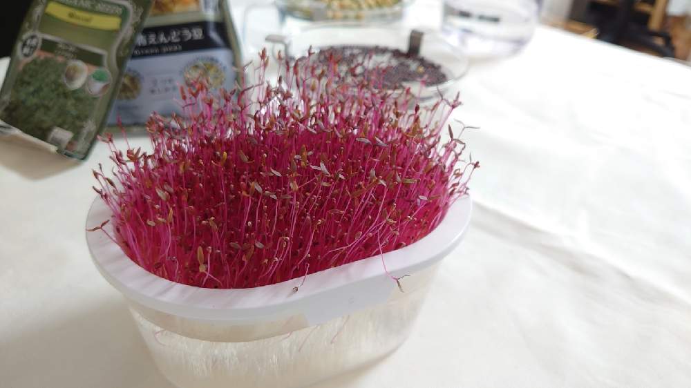 全国組立設置無料 オーガニック ミドリの種屋アマランサス 固定種 スプラウト 有機種子 種