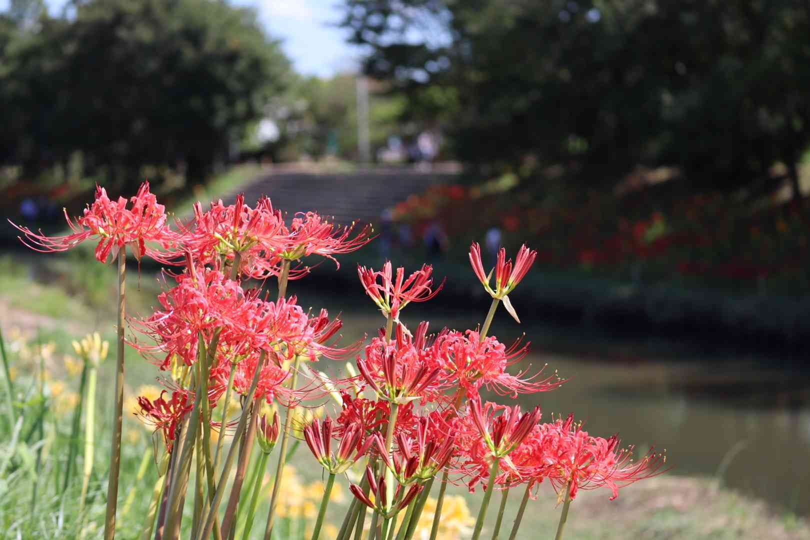 彼岸花 吉見町さくら堤公園 一般的に赤に比べ開花が早く、開花期間も