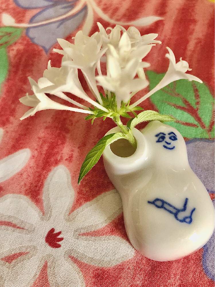ペンタスの投稿画像 By プルメリアさん かわいい と癒しと今日の一枚とおうちを彩る花と今日のお花とガーデニングと花のある暮らしと白い花 とお花好きと切り花と花瓶とテーブル花 月9月30日 Greensnap グリーンスナップ