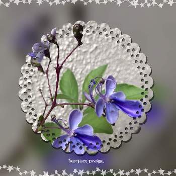 クロデンドロム ブルーウイングの画像 by グッチさん | フェンスとクロデンドロム ブルーウイングとおうち園芸とブルーウイングと瑠璃色大好きとブルーバタフライ♪とブルーウイングの花