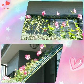 サンパラソルの日除けの投稿画像一覧 Greensnap グリーンスナップ