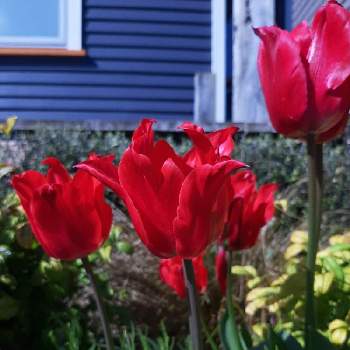 ユリ咲きチューリップの画像 by ルリハさん | チューリップ プリティウーマンとおうち園芸と私の庭の草木とユリ咲きチューリップ