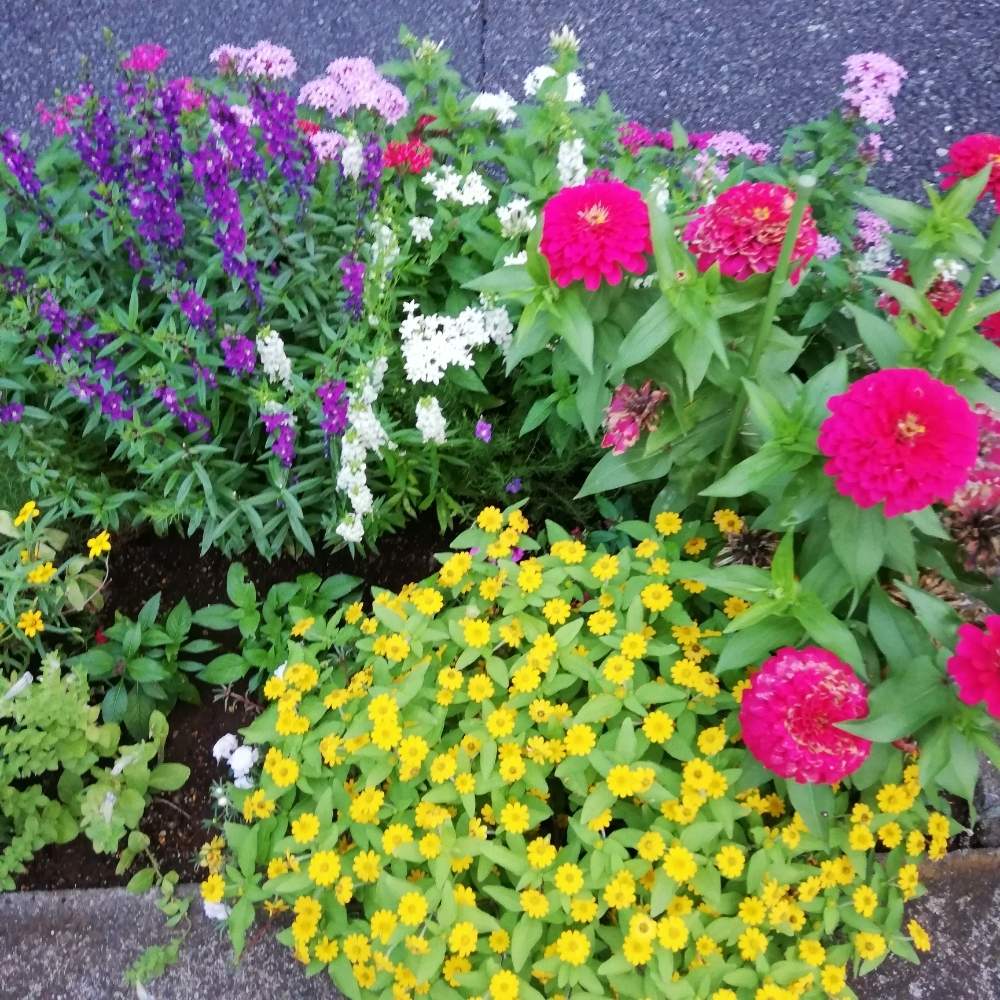 アンゲロニアの投稿画像 By リリーさん ジニアとペンタスと癒やされると色とりどりと春日部と優しい花と爽やかと花のある暮らし 月9月30日 Greensnap グリーンスナップ