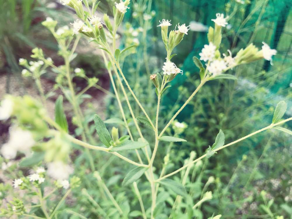 ステビアの花の投稿画像 By こっちゃんさん ハーブと白い花とおうち園芸 月9月30日 Greensnap グリーンスナップ