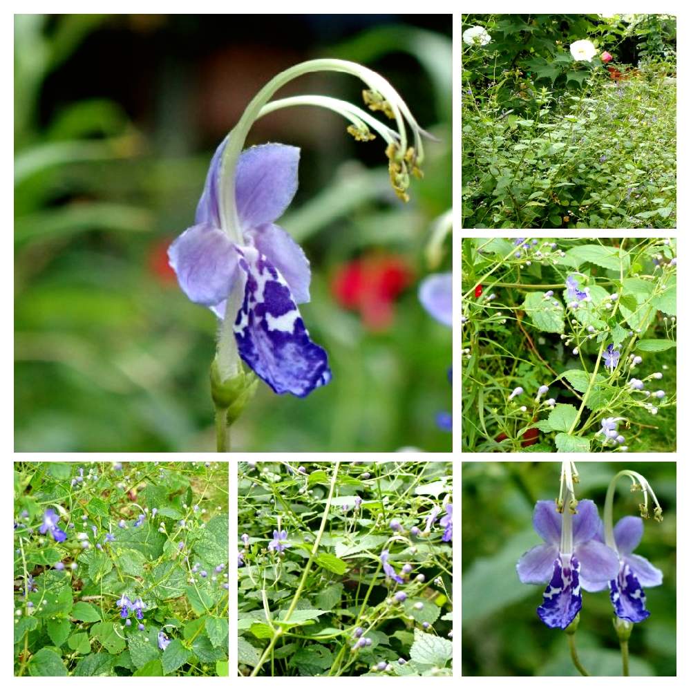 カリガネソウの投稿画像 By ガンゼキランさん おうち園芸と小さな庭とおうち園芸 月9月30日 Greensnap グリーンスナップ Greensnap グリーンスナップ