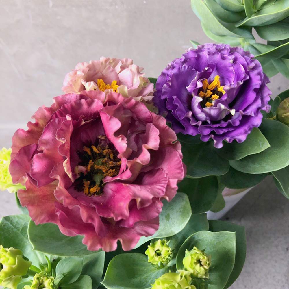 トルコキキョウ アンバーダブルパープルの投稿画像 By 豊明花き株式会社さん トルコキキョウ アンバーダブルバーボンとバルコニー ベランダと花持ちが良いとお洒落と植物のある暮らしとトルコキキョウ と癒しとおうち園芸とおうちを彩る花と綺麗とシックとくすみカラー