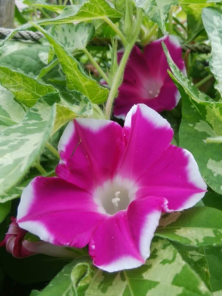 アサガオの投稿画像 By 花いっぱい さん つるなしあさがおと生命力感じるとまだまだ見頃とおきにいり と鮮やかな色と自然の恵と鮮やか と癒されます 月9月30日 Greensnap グリーンスナップ