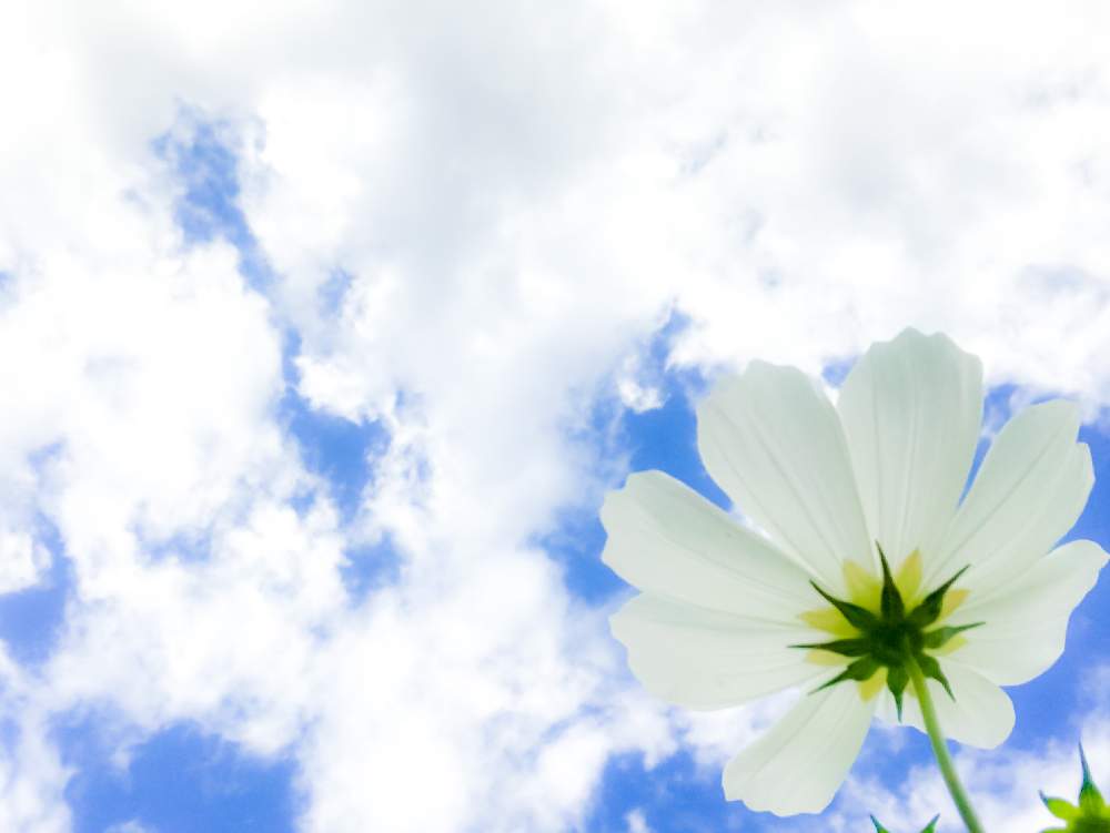 コスモスの投稿画像 By ヒカリさん 空と花と癒しと風景写真ときれいと散歩とお出掛け先とスマホで撮影 月9月30日 Greensnap グリーンスナップ