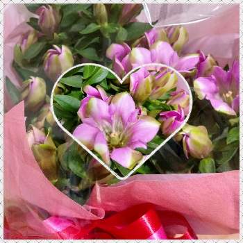 9月生まれ の投稿画像一覧 Greensnap グリーンスナップ