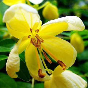 黄色い花。の画像 by 魔女さん | ハナセンナと黄色い花。とベランダのうちの子