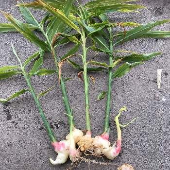 生姜の投稿画像一覧 Greensnap グリーンスナップ