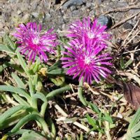 マツバギクの画像