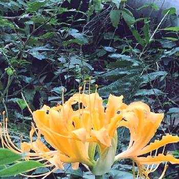 黄色い彼岸花の画像 by とみーさん | 野の花と黄色い彼岸花と彼岸花と黄色の花と 野花