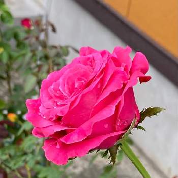 オール4ラブの投稿画像一覧 Greensnap グリーンスナップ