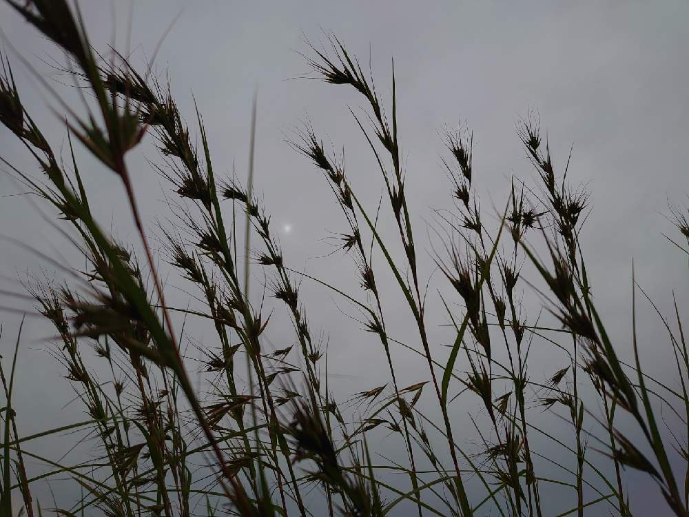 メガルカヤの投稿画像 By たーぼー さん 野の花とイネ科と道端徘徊同盟と里山大好き協会と野草とお写んぽと空とと秋も好きとたーぼー なんとなく俳句と山野草大好き協会と雑草とたーぼー 目線 月10月1日 Greensnap グリーンスナップ