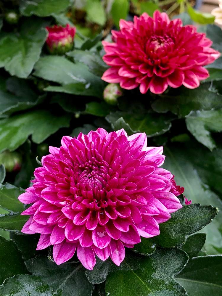 菊 ダンテ の投稿画像 By サナさん 月10月1日 Greensnap グリーンスナップ