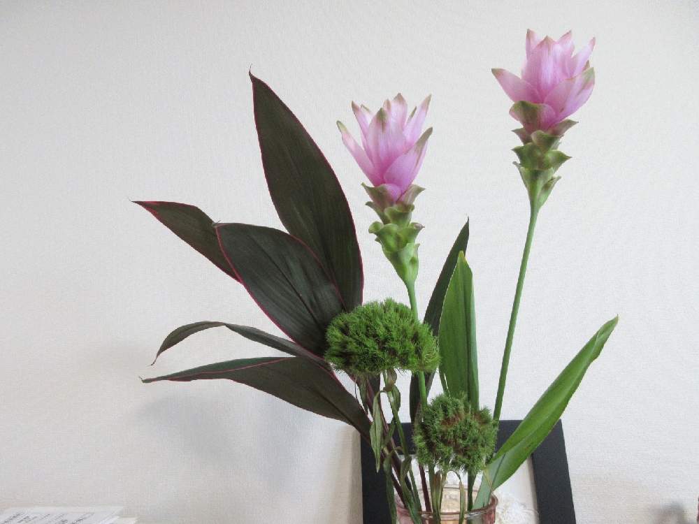 クルクマの投稿画像 By お花と風景 記録用さん テマリソウとコルジリネと切り花とピンクの花と花のある暮らしとお花のある生活 月10月1日 Greensnap グリーンスナップ