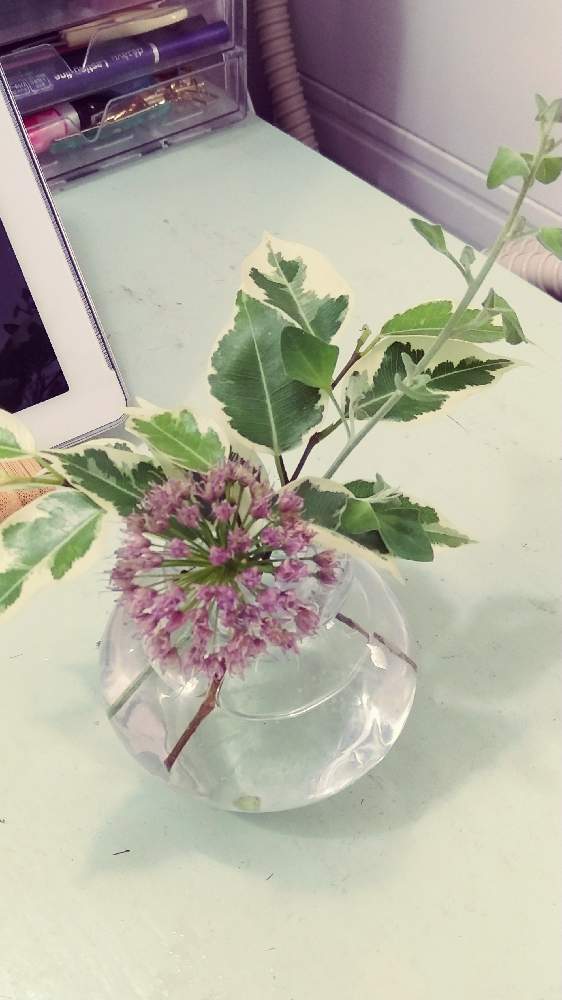アリウムの投稿画像 By はなさん 斑入りベンジャミンと10月と観葉植物と小さなアレンジと花のある暮らしとガラスの花瓶とかわいいな とインテリアグリーン 月10月1日 Greensnap グリーンスナップ