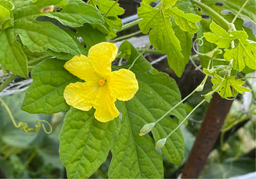 ゴーヤの投稿画像 By Kyrtさん 種まきとおうちde菜園と季節の花とおうち園芸と秋に咲かせた花 園芸ガイド 月10月 1日 Greensnap グリーンスナップ