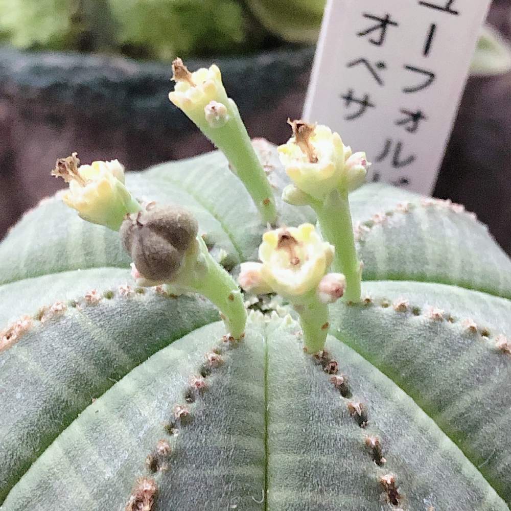 オベサの実生記録 21 11 22更新 Greensnap グリーンスナップ