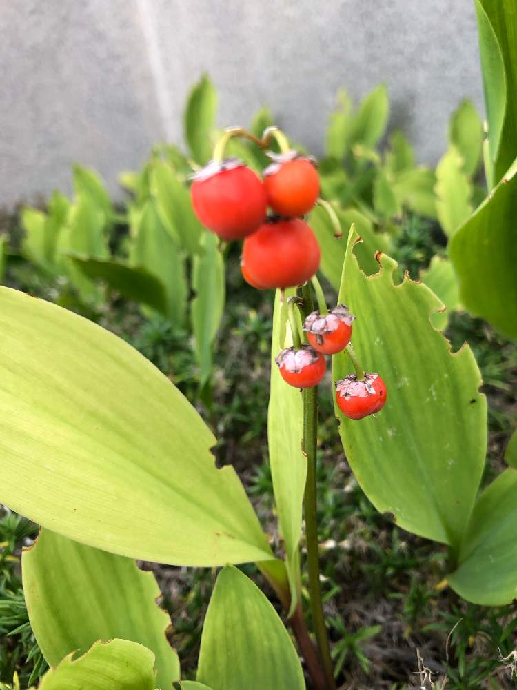 スズランの投稿画像 By まなさん 赤い実と札幌と秋ですね と有毒植物 月10月1日 Greensnap グリーンスナップ