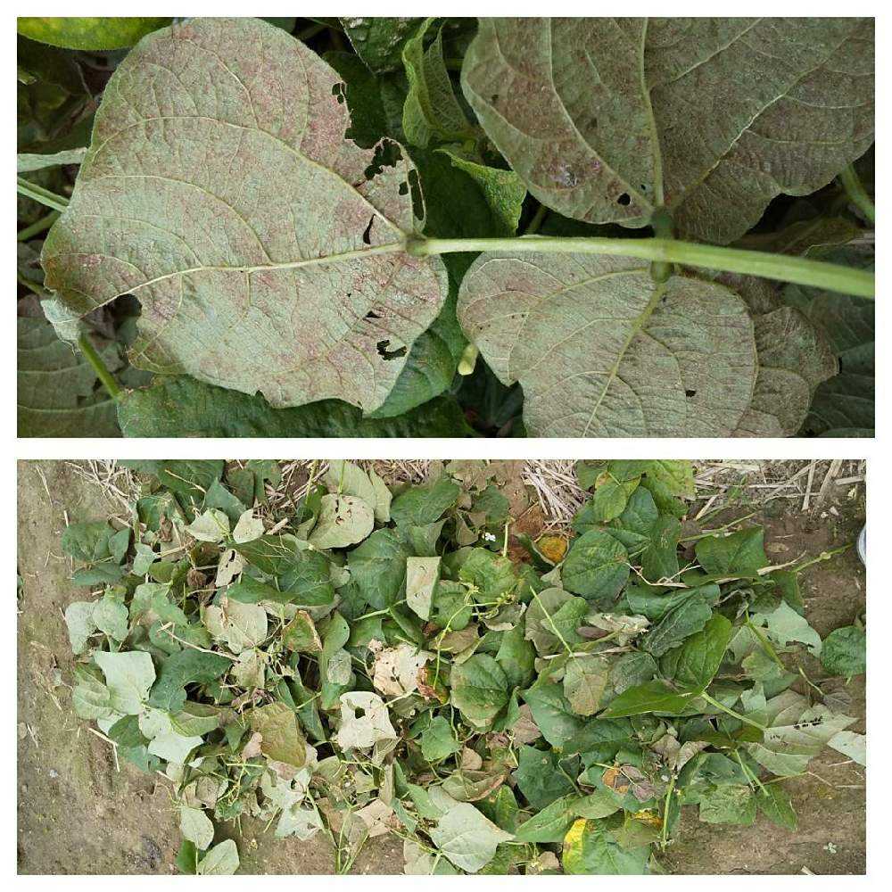 つるありインゲンの投稿画像 By ニャンピーさん 家庭菜園と復活と相談とおうちde菜園と病気 月10月1日 Greensnap グリーンスナップ