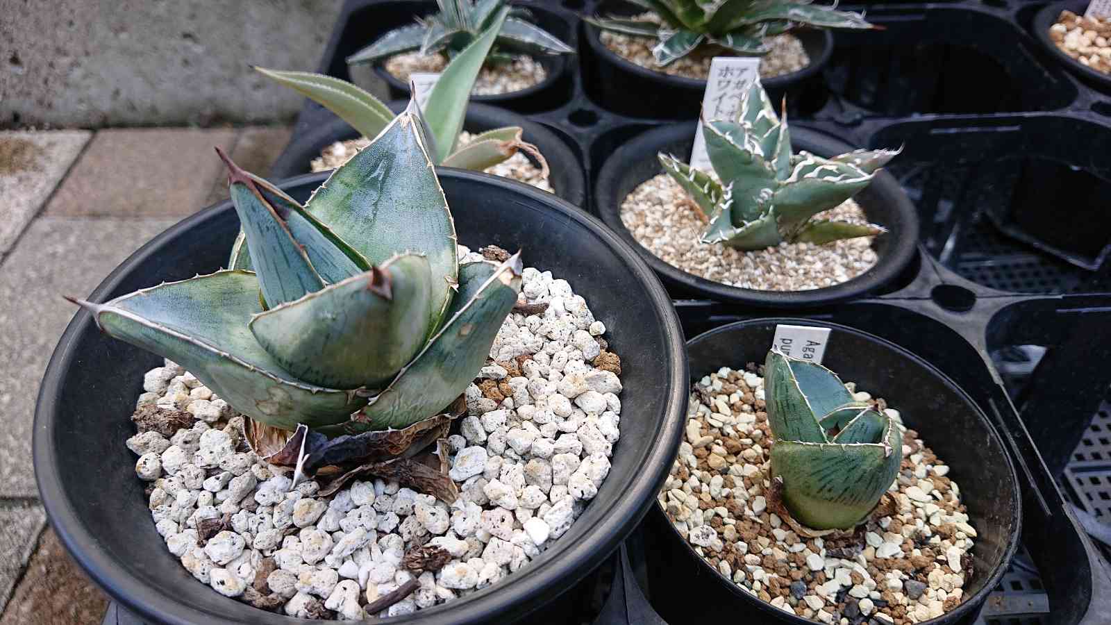 アガベ ブルーフレームの一覧｜🍀GreenSnap（グリーンスナップ）