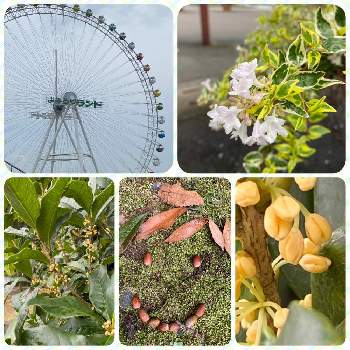 ドングリの絵の投稿画像一覧 Greensnap グリーンスナップ