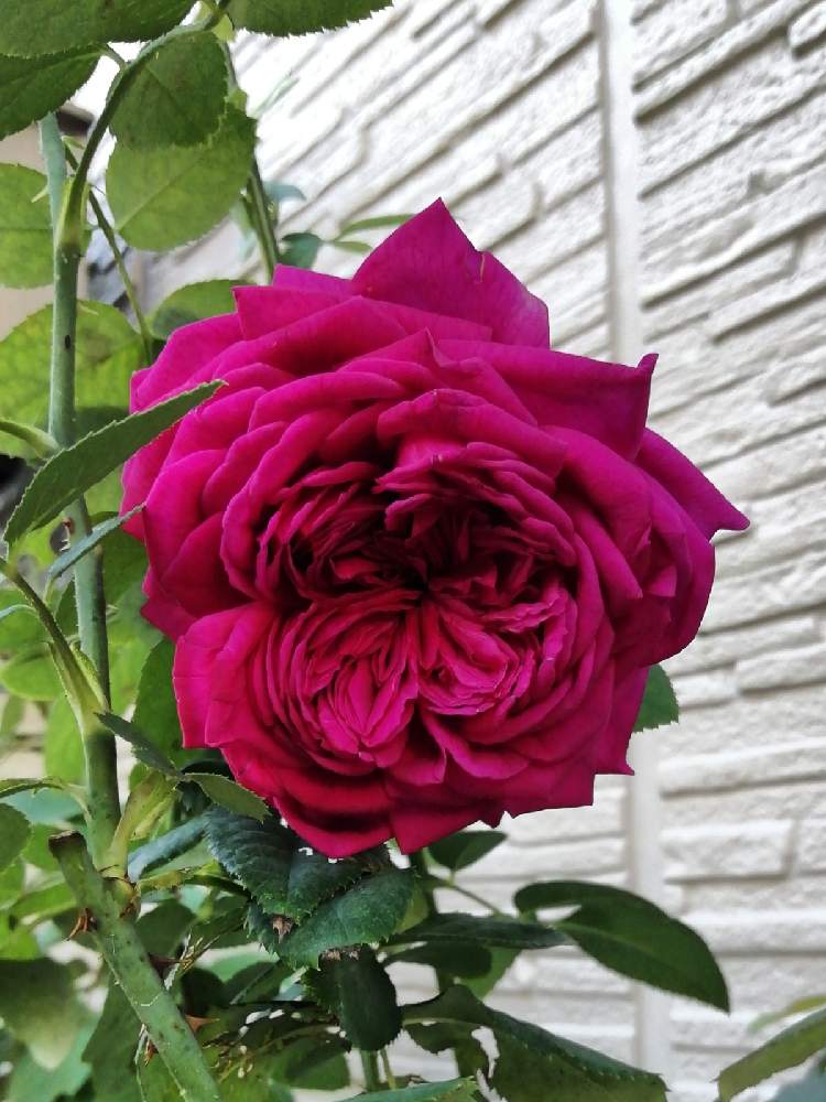 バラ ウィリアムシェイクスピア00の投稿画像 By Blue Mooon さん 生命力とばら バラ 薔薇と薔薇愛同盟とおうちde菜園とおうち園芸と可愛いと花のある暮らしと秋に咲かせた花 園芸ガイドと素敵 月10月1日 Greensnap グリーンスナップ