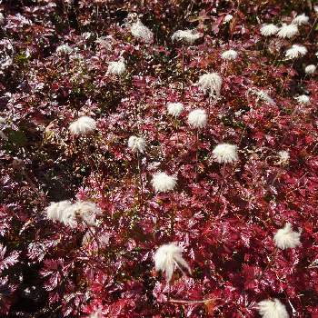チングルマ（綿毛）の画像 by snowさん | お出かけ先とチングルマとチングルマ（綿毛）と高山植物類と双六岳