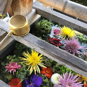 豊景神社の画像 by suzumamaさん | お出かけ先と花手水と豊景神社