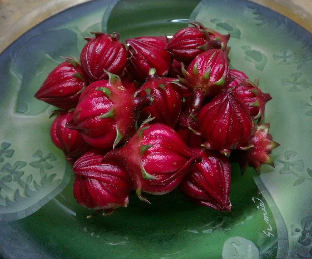 ローゼルの投稿画像 By はてはぁなさん 部屋と実を食べられる植物とチーム岐阜とキレイ と赤い実と切り花とガラスの器と実 を食べられる植物とチーム岐阜とキレイ と赤い実と切り花とガラスの器 月10月1日 Greensnap グリーンスナップ Greensnap