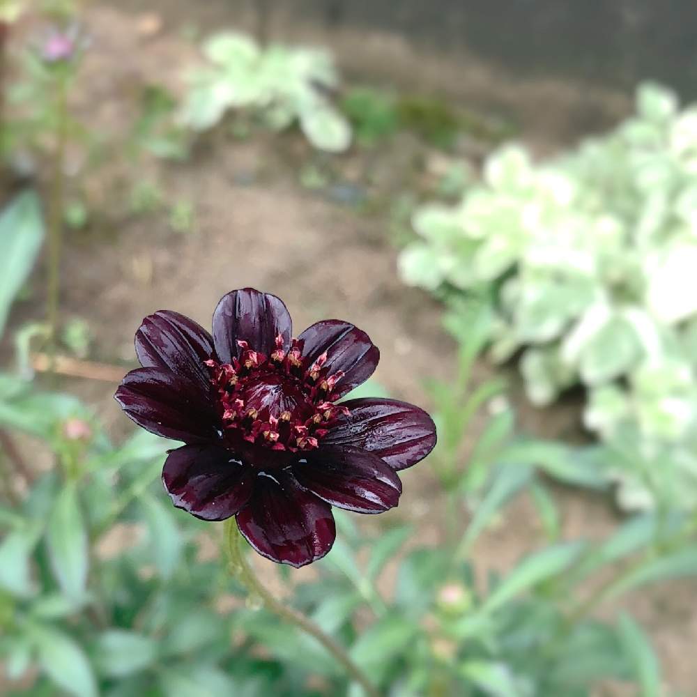 チョカモカの投稿画像 By あいびさん おうち園芸と花のある暮らしと初秋とチョコレートコスモス とチョコレートコスモスと広い庭とチョコレートコスモス チョカモカとチョカモカとおうち園芸と花のある暮らしと初秋とチョコレートコスモス とチョコレートコスモスチョカ