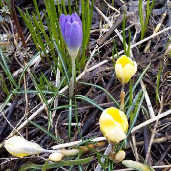 クロッカス球根の画像 by ノッコちゃんさん | 小さな庭とクロッカス球根と紫の花が好きとお花畑    と黄色の花と花のある暮らしと清楚な花