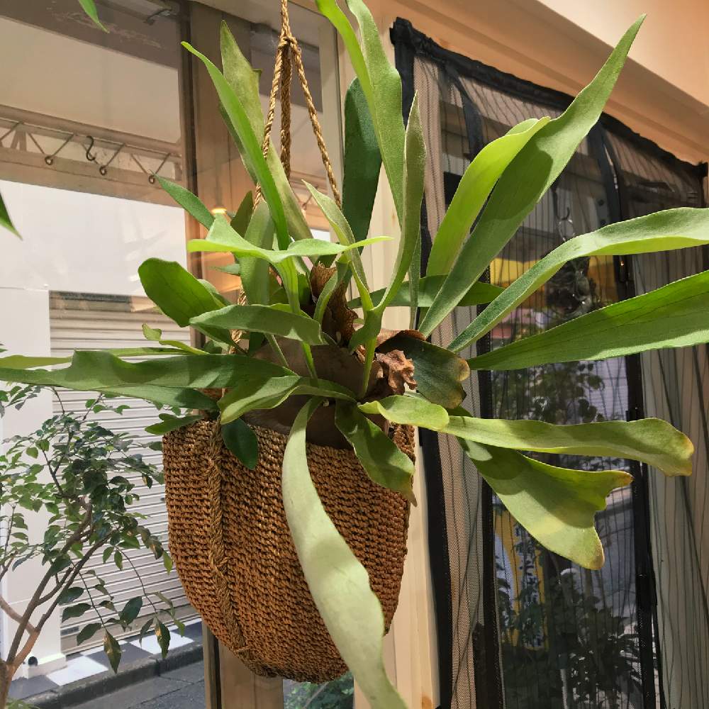 ビカクシダの投稿画像 By キビさん 美容室とmojo 月10月1日 Greensnap グリーンスナップ