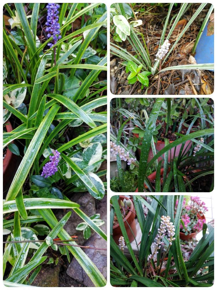 白髪ランの投稿画像 By なかさん 斑入りヤプランと小さな庭と野草と 斑入りヤブランとコヤブラン とヤブラン とオオバジャノヒゲ と野草と 斑入り ヤブランとコヤブラン とヤブラン とオオバジャノヒゲ 月10月1日 Greensnap グリーンスナップ