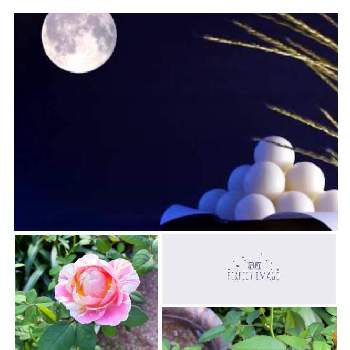 癒しの花♡♡の画像 by じゅんさん | 小さな庭と癒しの花♡♡と花が好き♡♡と薔薇愛同盟とGSミニモニ。とバラと夢CLUBとバラが好きと花のある暮らしとチーム福岡と中秋の名月