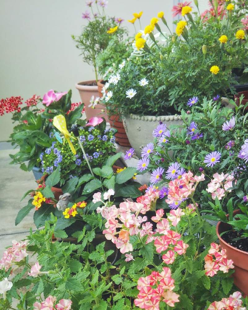 寄せ植えの投稿画像 By なりりんさん ベランダガーデンとおうち園芸とおうちを彩る花と鉢植えとかわいい花 月10月1日 Greensnap グリーンスナップ 寄せ植えの投稿画像 By なりりんさん ベランダガーデンとおうち園芸とおうちを彩る花と鉢植えとかわいい花 月10月1日 Greensnap グリーンスナップ