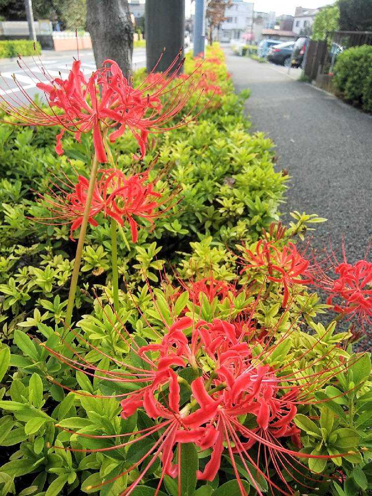 楽天市場】2023年10月開花 彼岸花 鉢植え リコリス 曼珠沙華