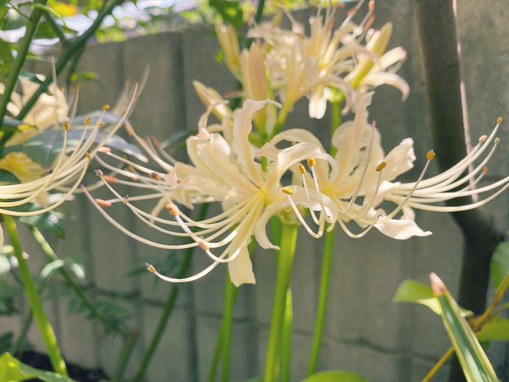 シロバナマンジュシャゲの投稿画像 By Mimimoさん 花壇とナチュラルガーデンと曼珠沙華 と花のある暮らしとiphone撮影と花壇とナチュラルガーデンと曼珠沙華と花のある暮らしとiphone撮影 月10月1日 Greensnap グリーンスナップ Greensnap グリーンスナップ